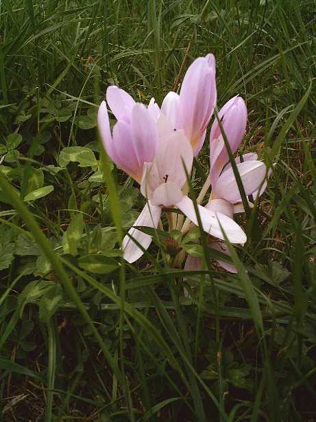Herbstzeitlose in Wiese (Metzingen)