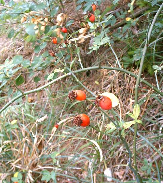 foto Hagebutte Metzingen