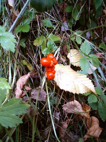 Aronstab Beeren im Herbst