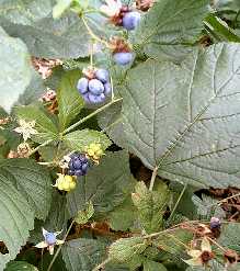 Herbst Bild 3