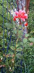 Natur Metzingen Rose