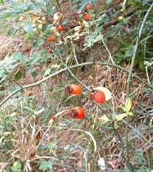 Natur Metzingen